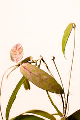 Hoya scortechinii